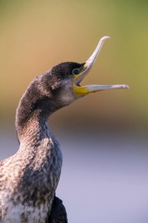 Great cormorant
