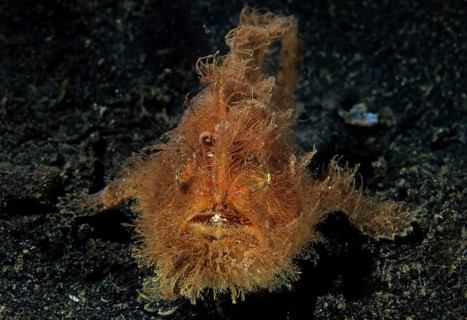 Shaggy frogfish
