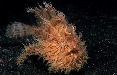 Shaggy frogfish