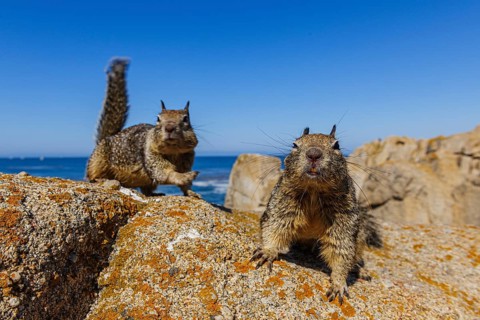 California Ground Squirrels