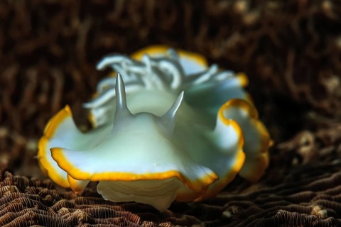 Ardeadoris Sea Slug