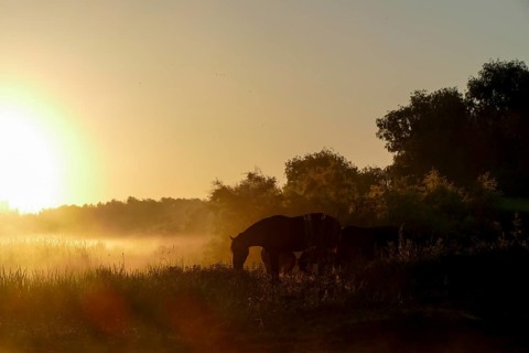 Sunrise with wild horses in the Danube Delta