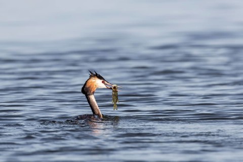 Great crested grebe