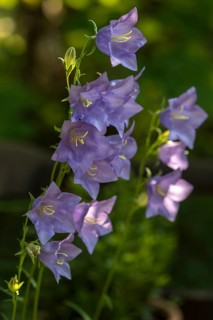 Peach-leaved bellflower