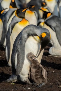 King penguin