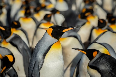 King penguins