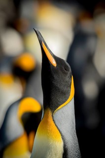 King penguins