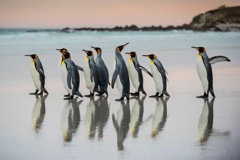 King penguins