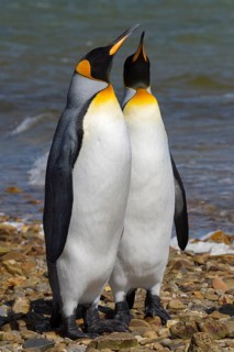 Two King penguins