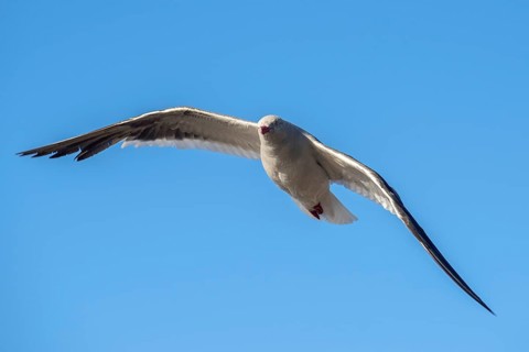Red-billed Gull