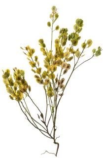 Field Penny-cress