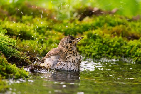 Song thrush