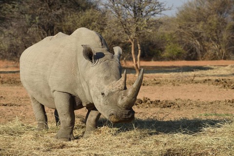 White rhinoceros