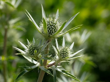 Mediterranean sea holly