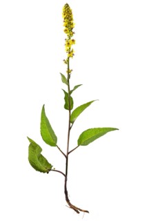 Great mullein