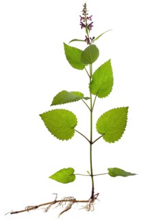 Hedge woundwort