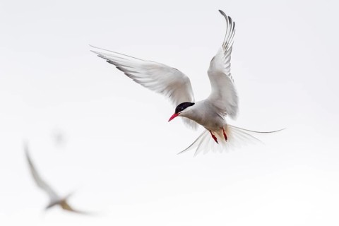 Arctic tern