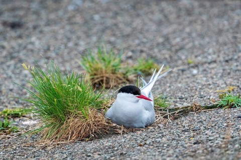 Arctic tern