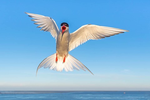Arctic tern