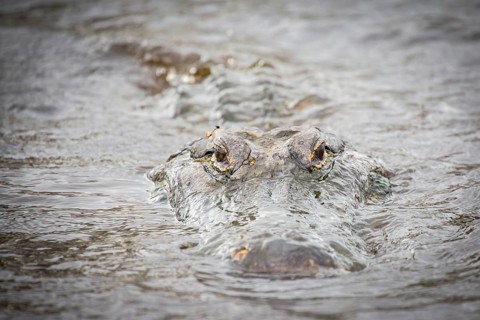 American alligator