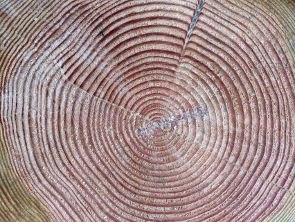 Tree trunk