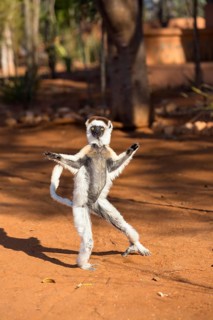 Verreaux's sifaka