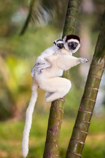 Verreaux's sifaka