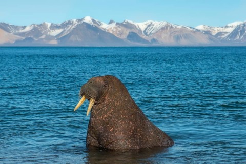 Walrus