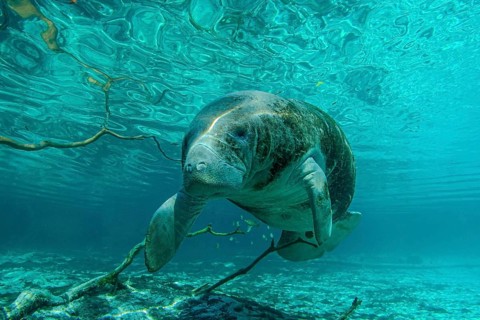 Manatee