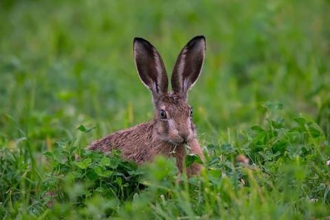 European hare