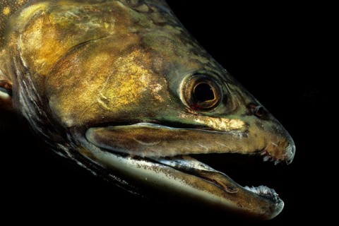 Brook Trout