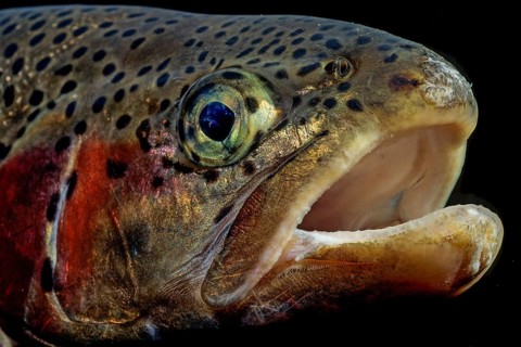 Rainbow trout