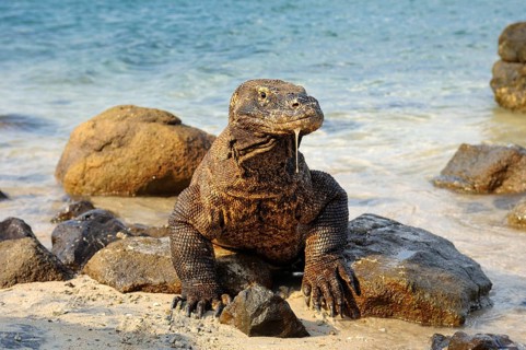 Komodo dragon