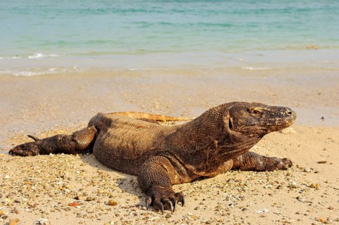 Komodo dragon