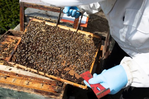 Beekeeper with protective suit controls honeyBees