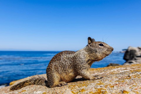 California Ground Squirrel