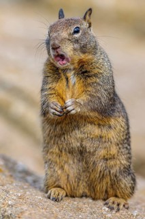 California Ground Squirrel