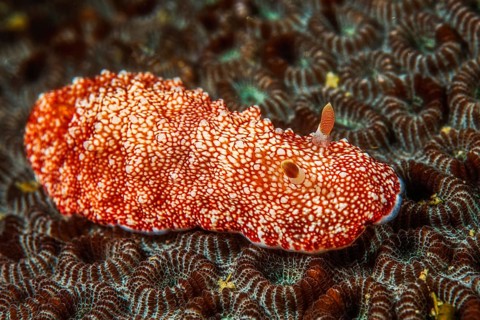 Chromodoris reticulata