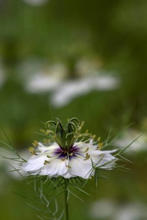Love-in-a-mist
