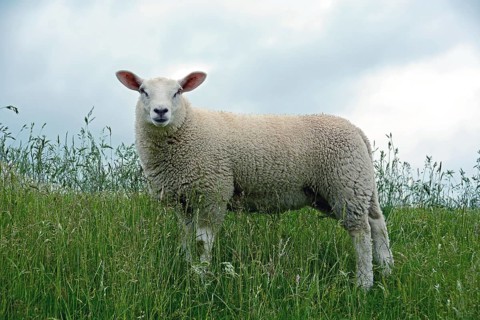 Unshaven Domestic sheep