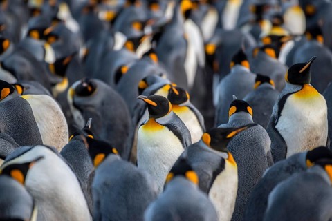 King penguins