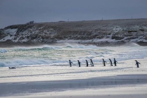 King penguins