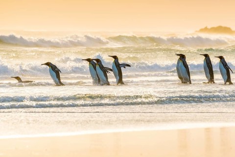 King penguins