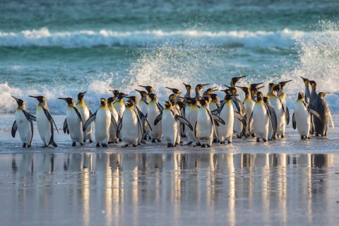 King penguins