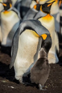 King penguin