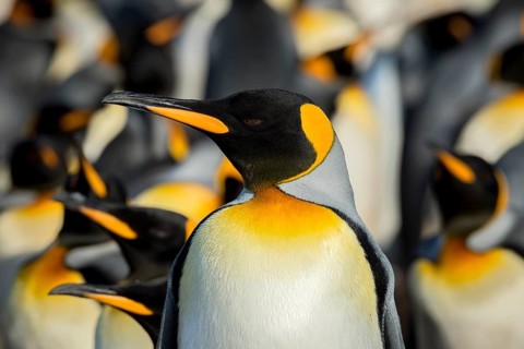 King penguins