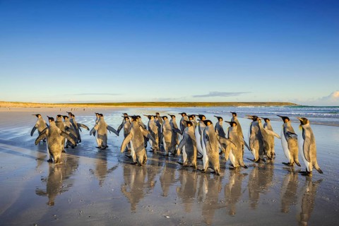 King penguins