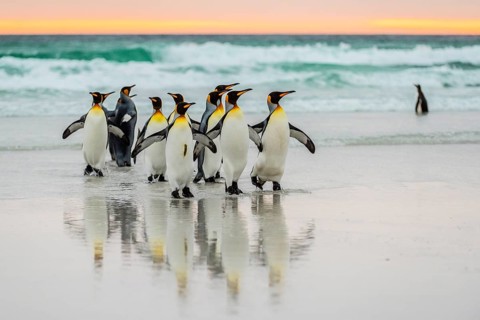 King penguins