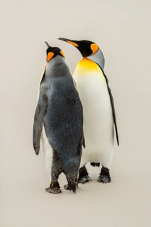 Two King penguins