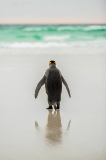 King penguin